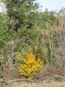 Yellow-Fall-Cherry-Tree