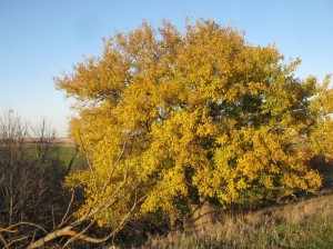 Yellow-Mulberry