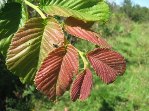 Young-Growth-Red-Prospector-Elm