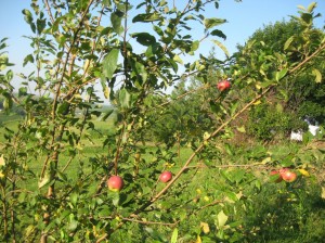 Zestar-Apples-Fruit