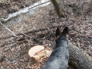 dog watching woods