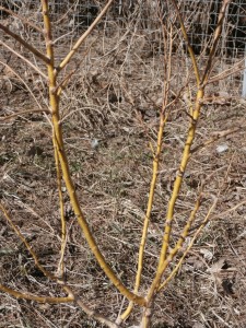 winter gold pagoda tree