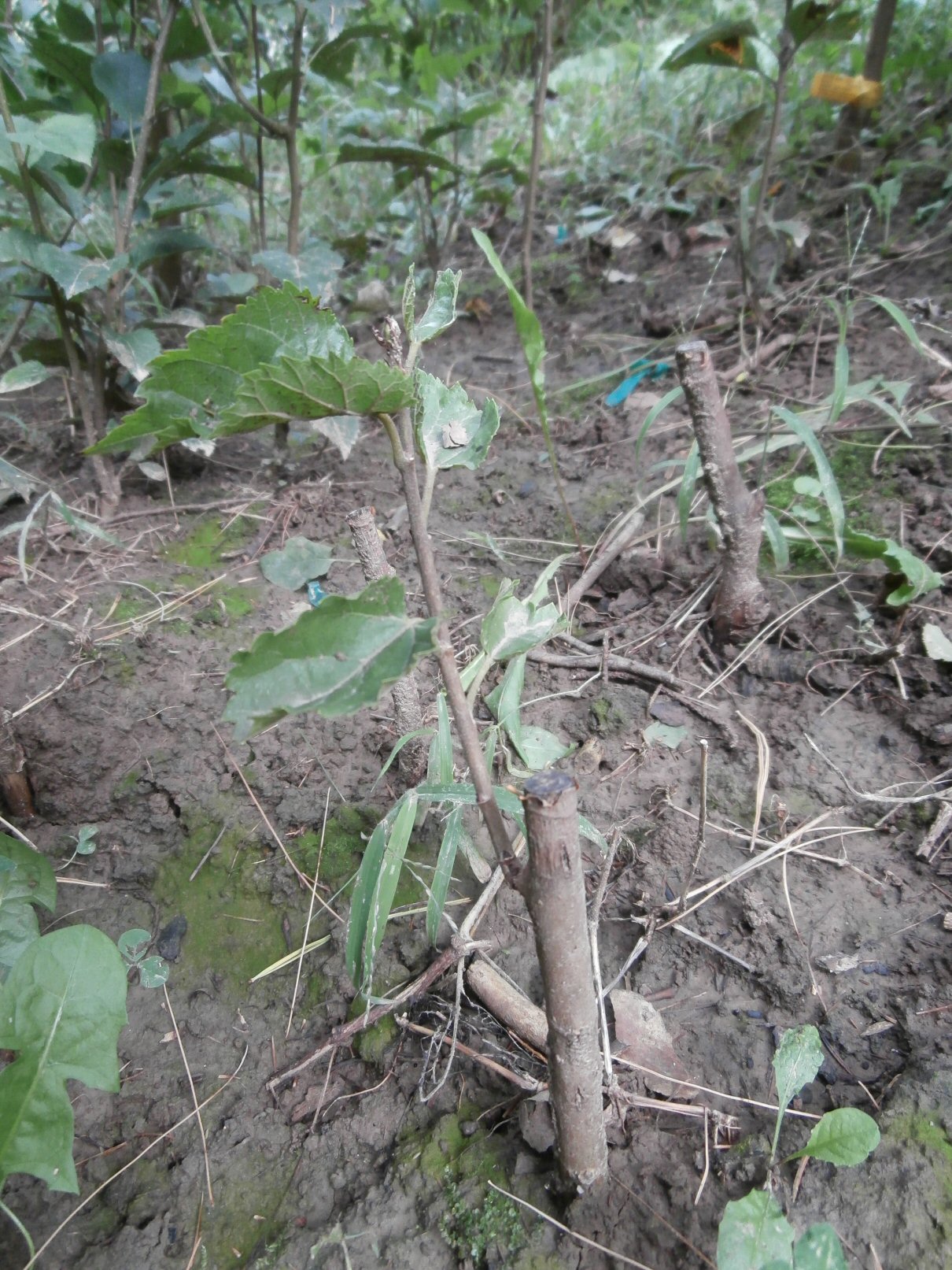 mulberry cutting