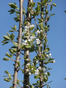 june pear flowers