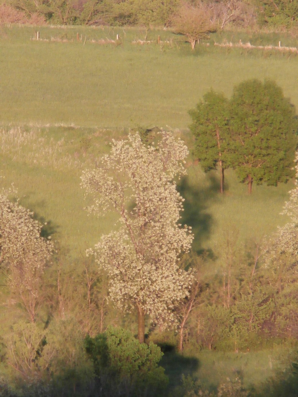 Black-Cherry-Flowering.jpg