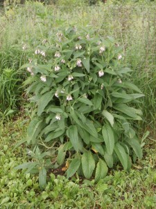 comfrey