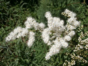 false spirea