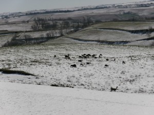 snow grazing