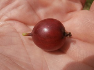 gooseberry cultivar