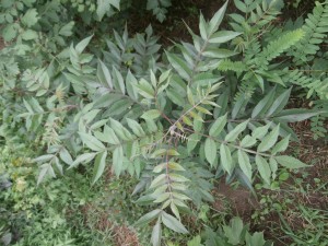 purple sumac