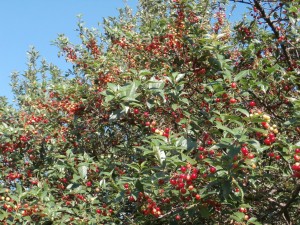 sour cherry