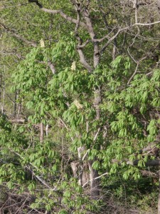 ohio buckeye