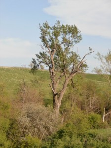 populus deltoides