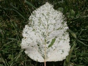 poplar variegation