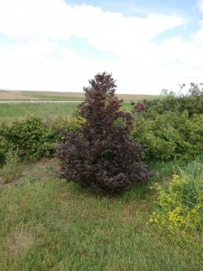 fagus purple