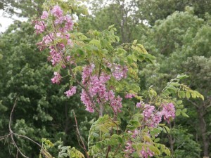 purple robe locust