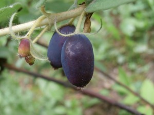 Plump Tundra Honeyberry Berries