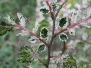 variegated elm