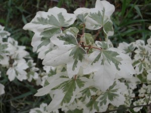 variegated maple