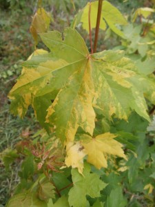 variegated maple