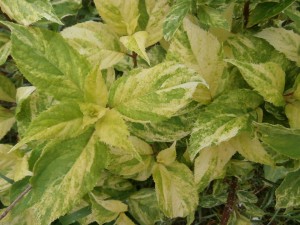 hydrangea variegation