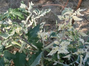 tomato variegation