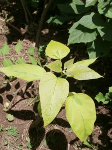 catalpa variegation