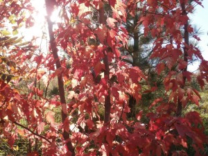 acer red leaves