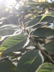 japanese angelica tree