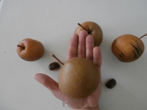 korean pear