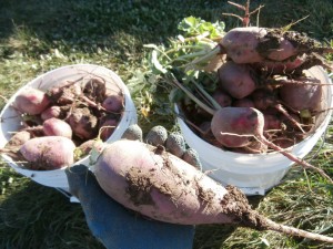 radish harvest