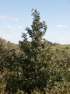 alder trees