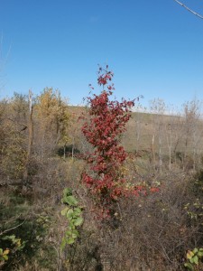 red gum