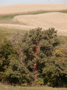 bur oak