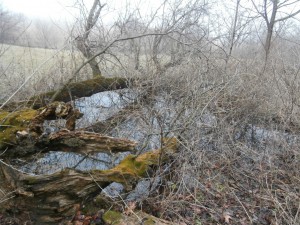 brushy water pool