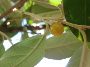 autumn olive