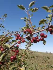 crabapple