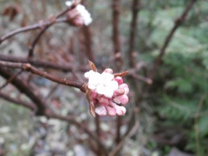 december flowers