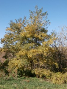 black locust