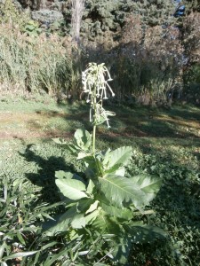 flowering tobacco