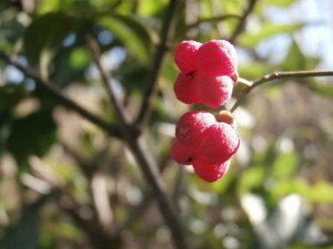 euonymus europaeus