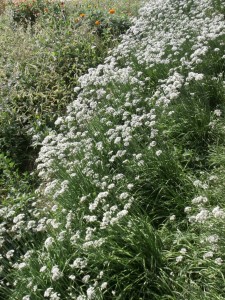 garlic chives