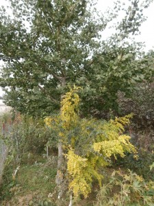 black locust 