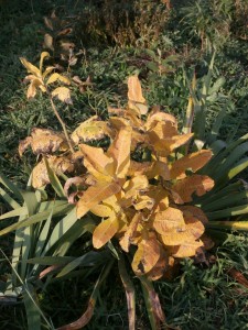 golden milkweed