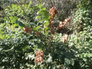 golden raintree