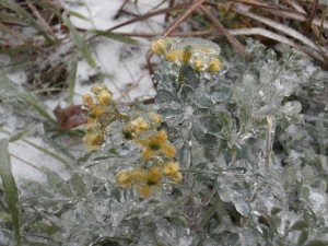 broccoli flowers