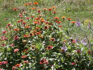 Zinnias