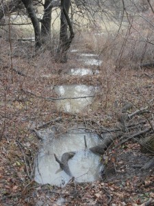 pond steps