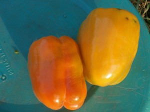 bell pepper