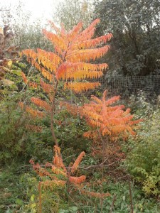 sumac leaf